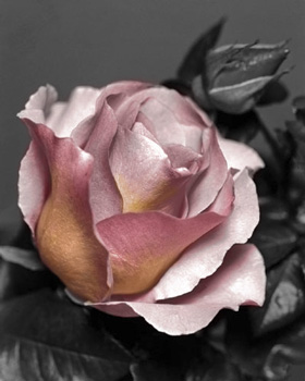 2008 - Rose for Jen, digitally colored B&W