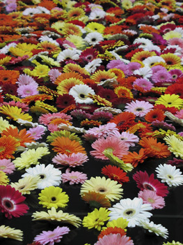 2003 - Floating gerbera daisies at Kuekenhof Gardens