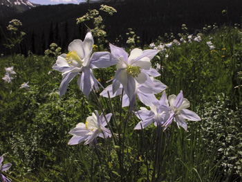 2008 - Columbines in the Maroon Bells Wilderness