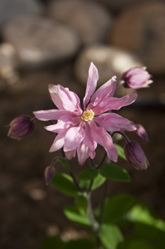 2009 - pink columbine