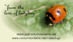 from the lens of ladybug, business card